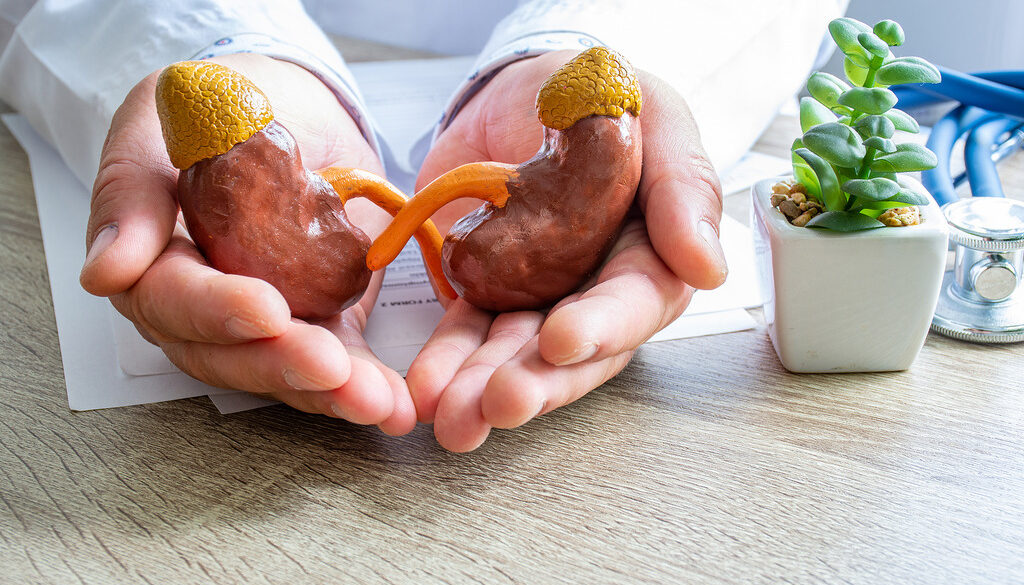 Closeup of a Doctor Holding Anatomical Models of Kidneys in His Hands How to Improve Kidney Health